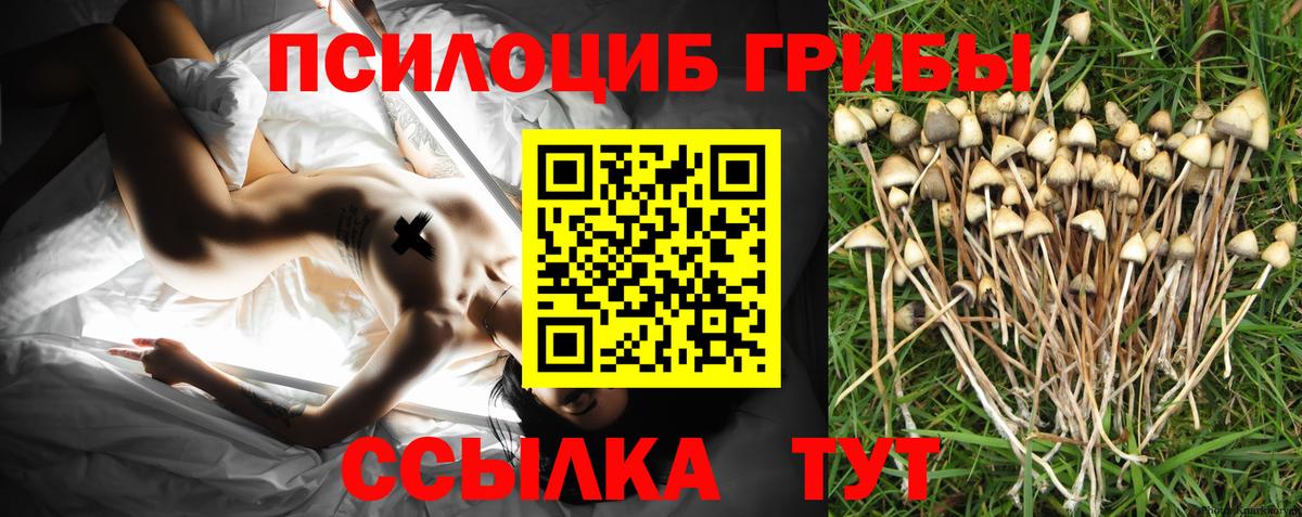 Псилоцибиновые грибы Psilocybine cubensis Обь